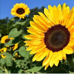 Meet your Posher, Adia